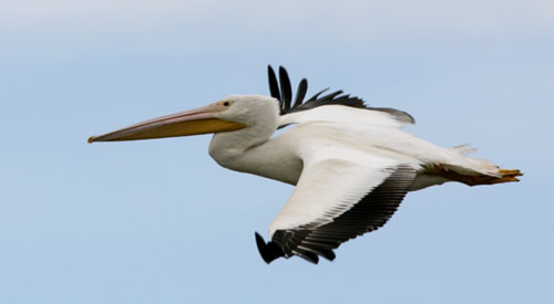 Tampa bay Pelican - symbol of nurturance.